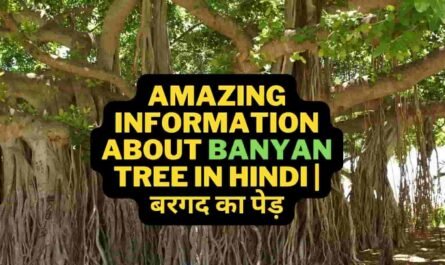 Information about Banyan Tree in Hindi