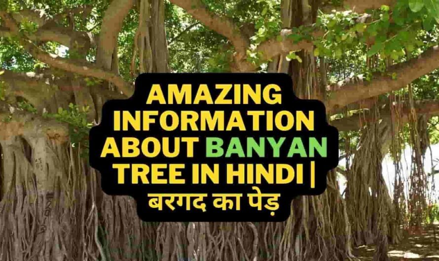 Amazing Information about Banyan Tree in Hindi | बरगद का पेड़