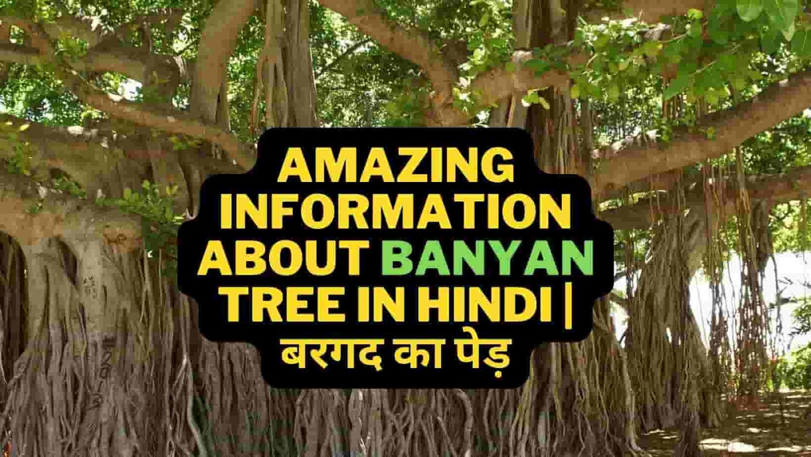 Information about Banyan Tree in Hindi
