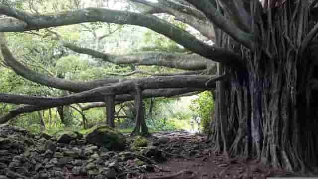 banyan-tree-in-hindi