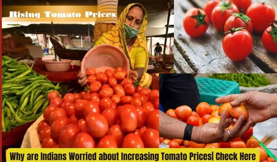 Why are Indians Worried about Increasing Tomato Prices| Check Here