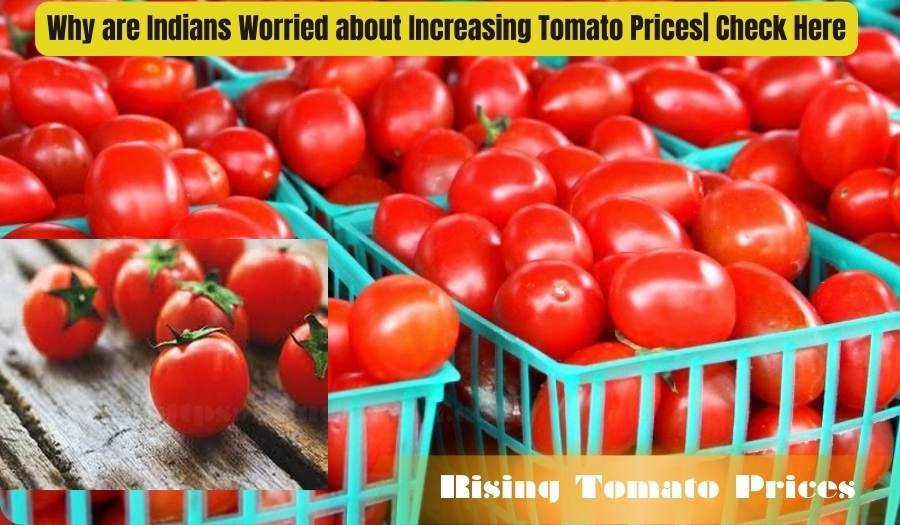 Why are Indians Worried about Increasing Tomato Prices| Check Here